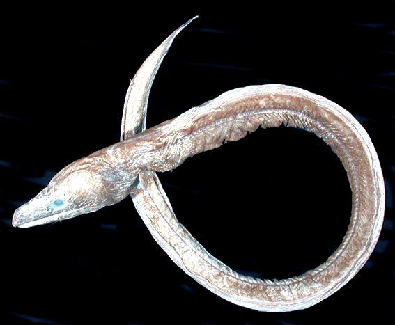 Ilyophis brunneus_02.jpg